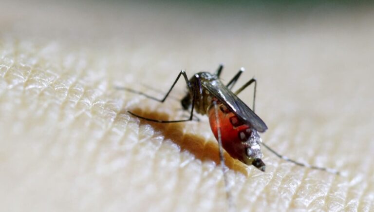 dsoden-buyuk-salgin-uyarisi-chikungunya-virusu-hizla-yayiliyor-jCxi3LCb.jpg